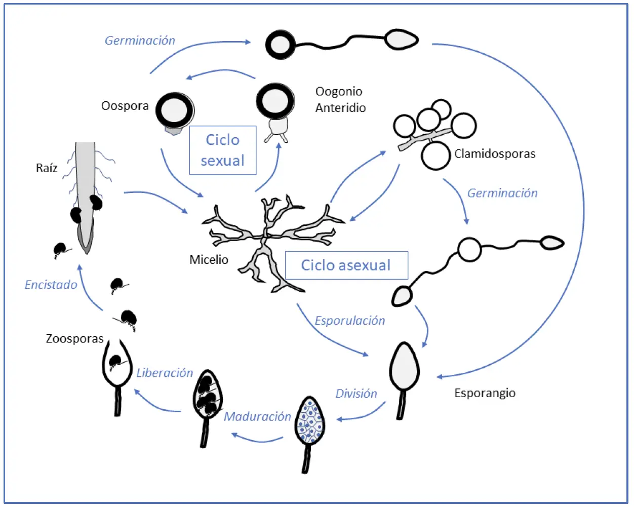 Ciclo biológico de fitóftora según Hardham (7-8).