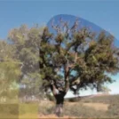 Gestión y prevención de fitoftora en alcornocales y encinares